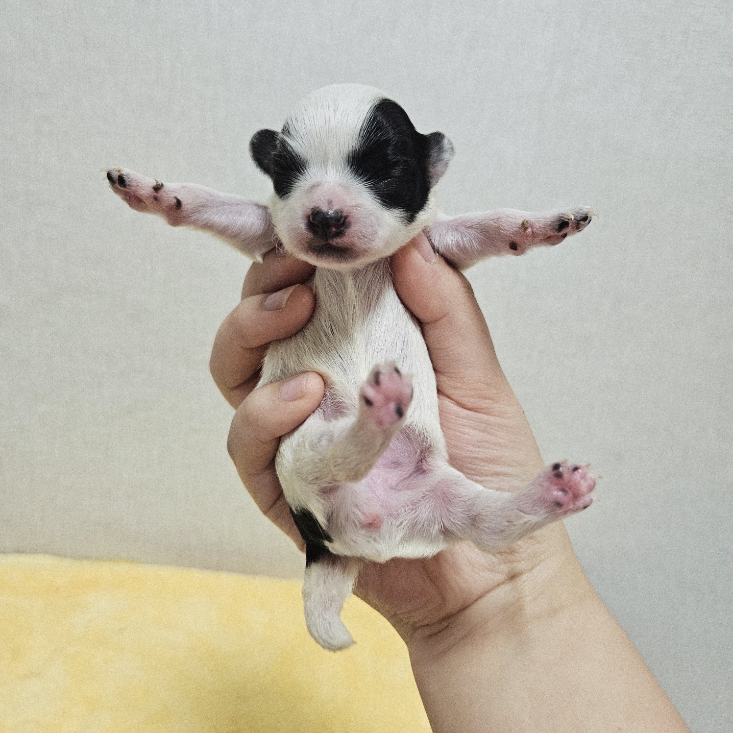 종료(기증) 믹스견…