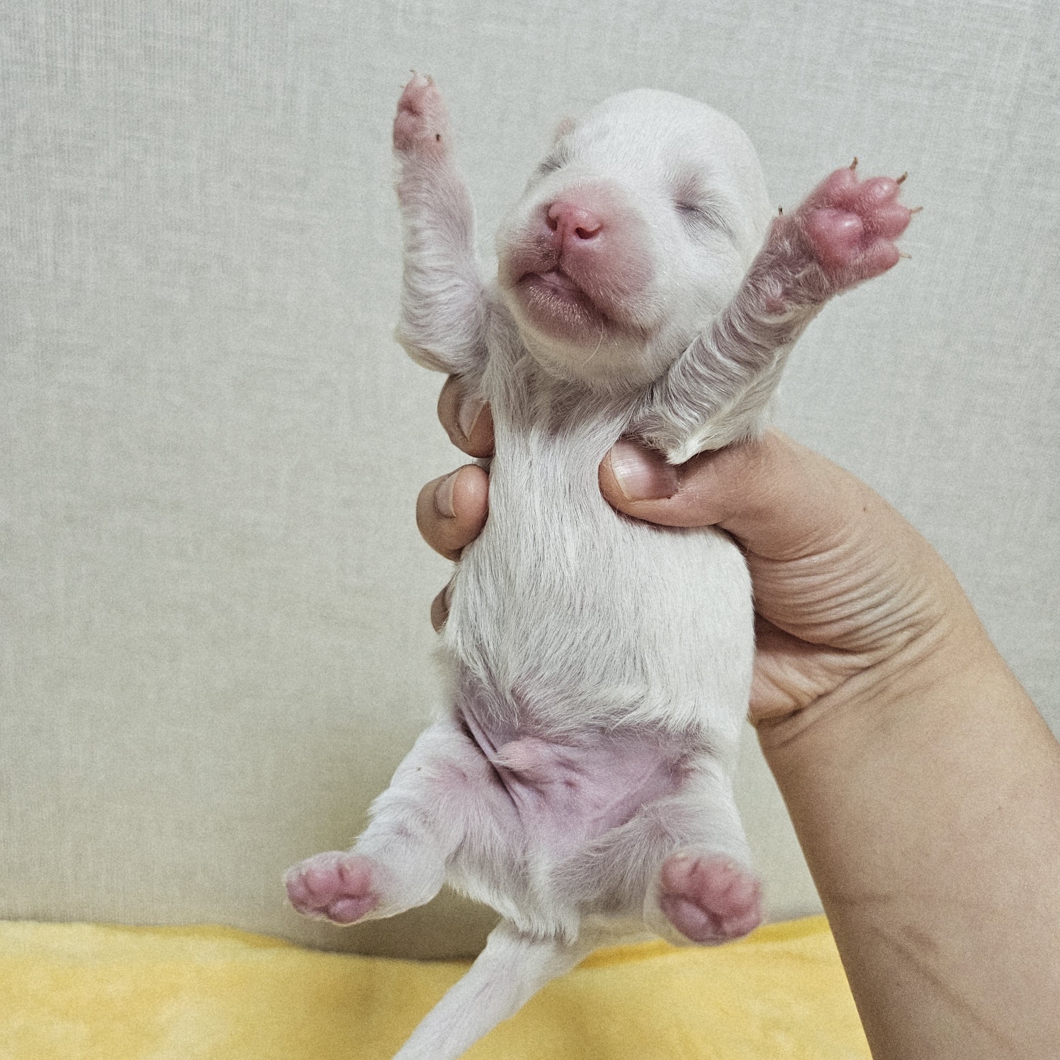 종료(기증) 믹스견…