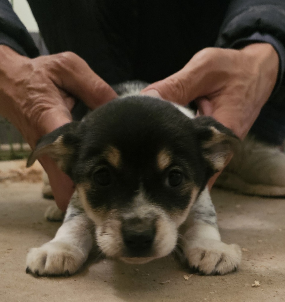 보호중 믹스견의 가…