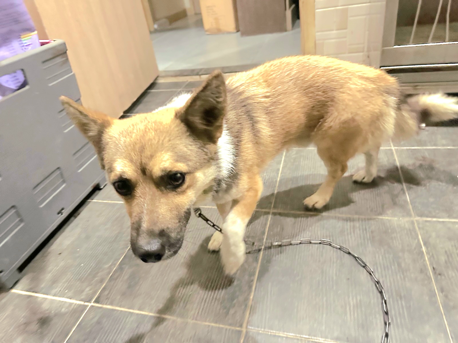 금왕동물병원_443447202501233