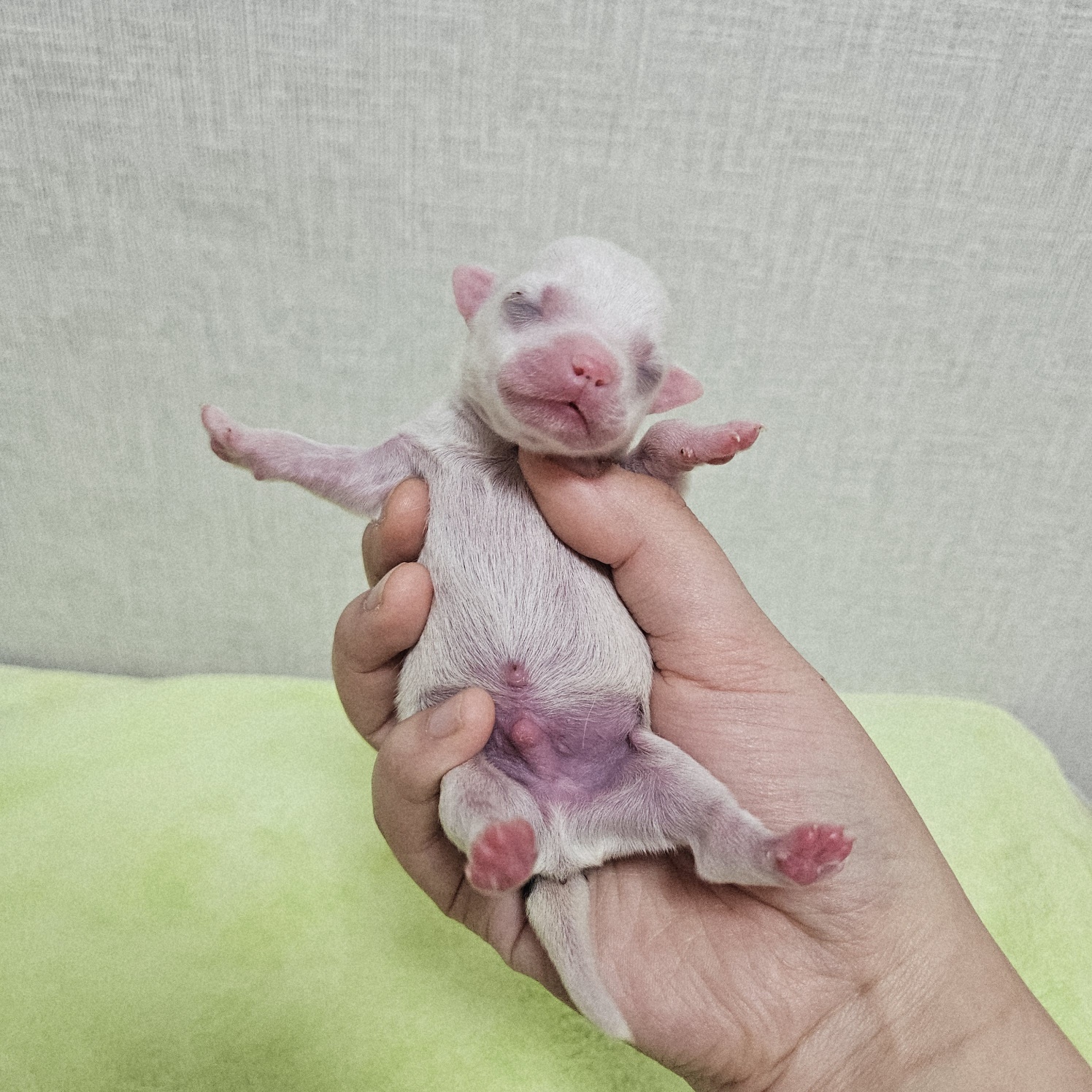 종료(기증) 믹스견…