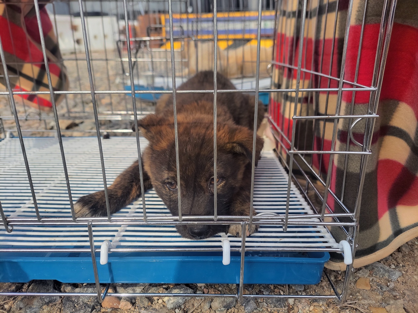 보호중 믹스견의 가…