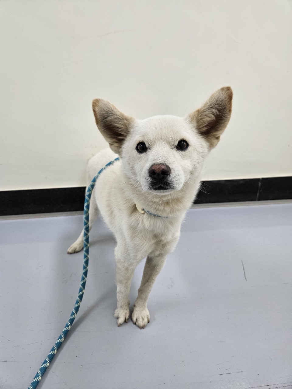 아산동물복지지원센터_444452202502172