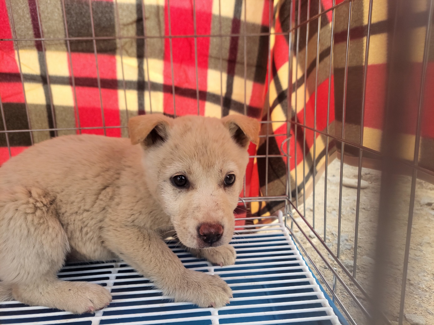 고양시동물보호센터_441394202502458