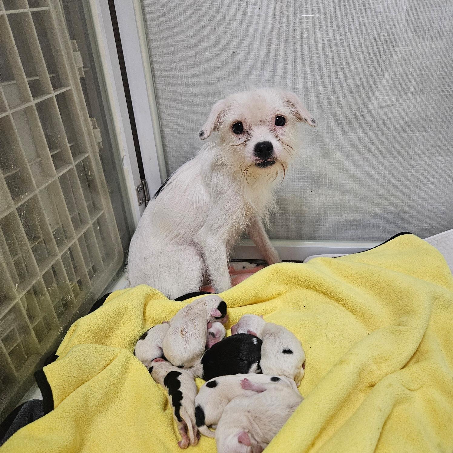 종료(기증) 믹스견…