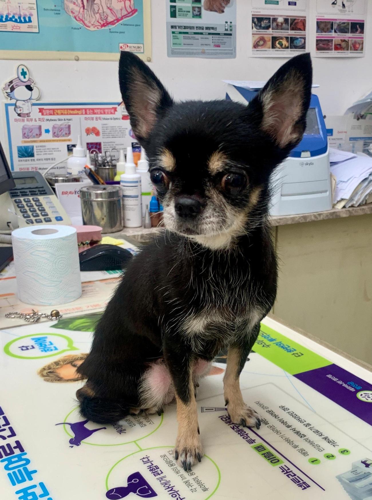 보호중 치와와의 가…