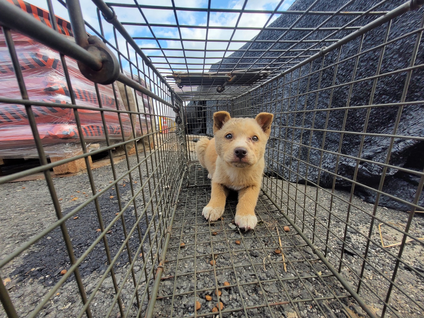 보호중 믹스견의 가…