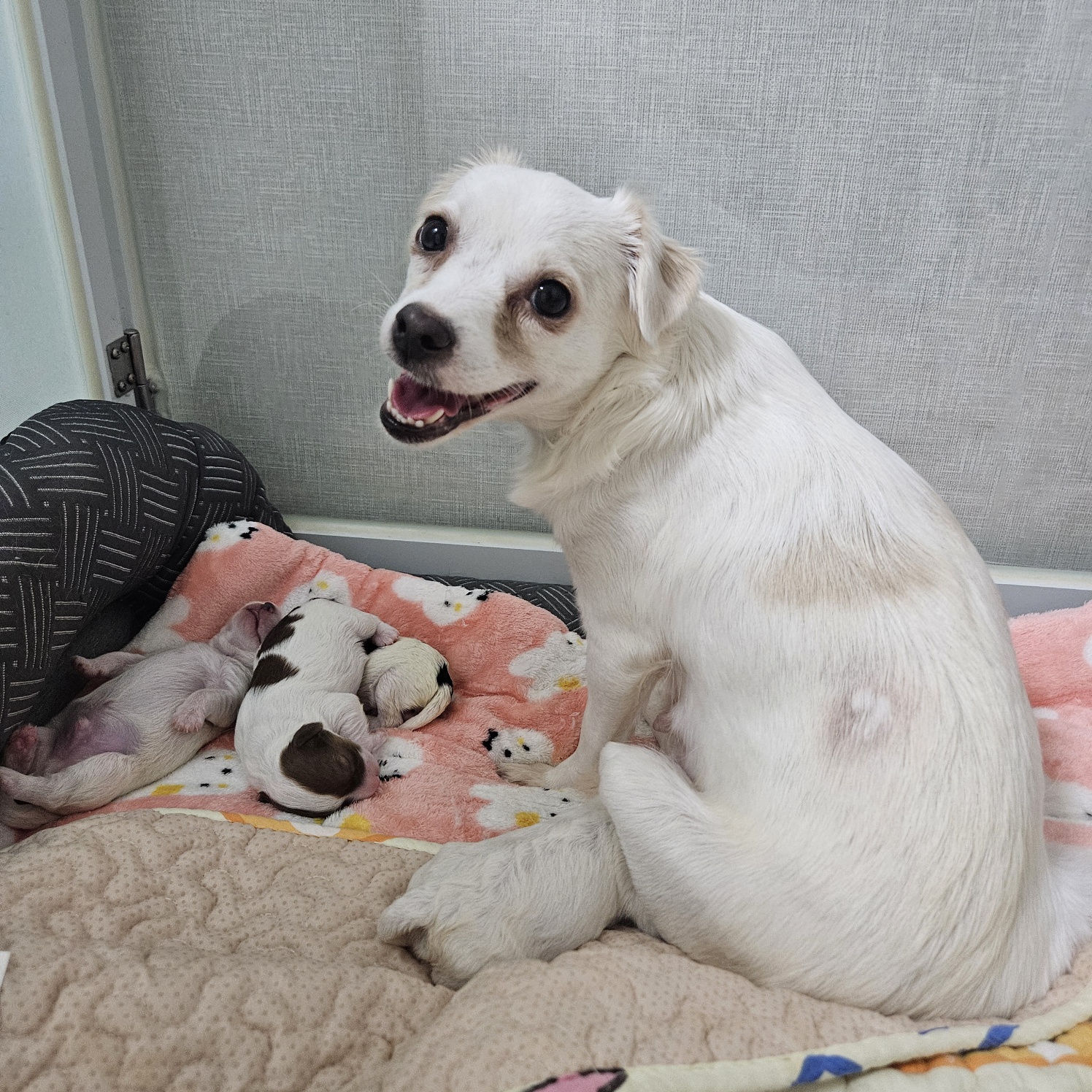 종료(기증) 믹스견…