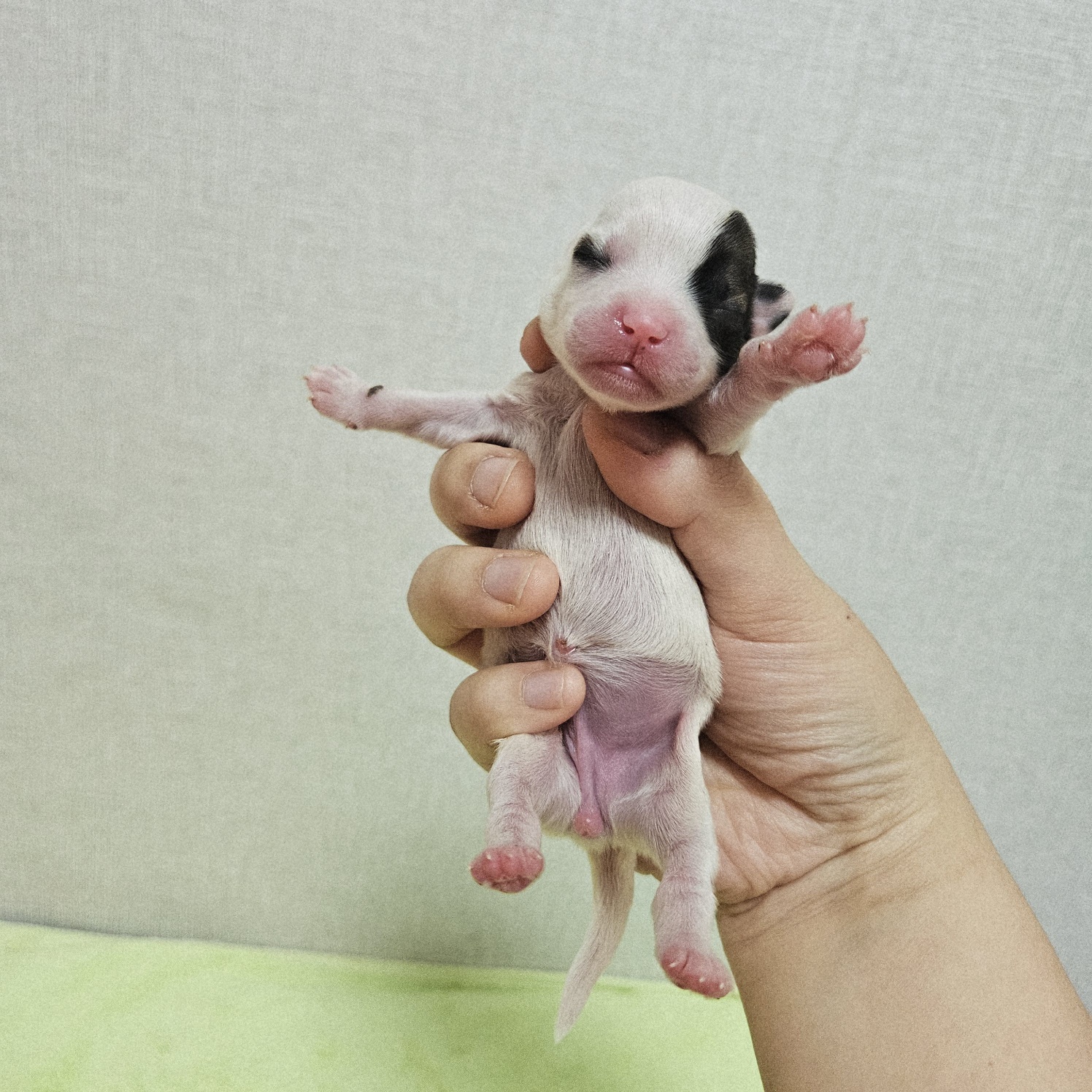 종료(기증) 믹스견…