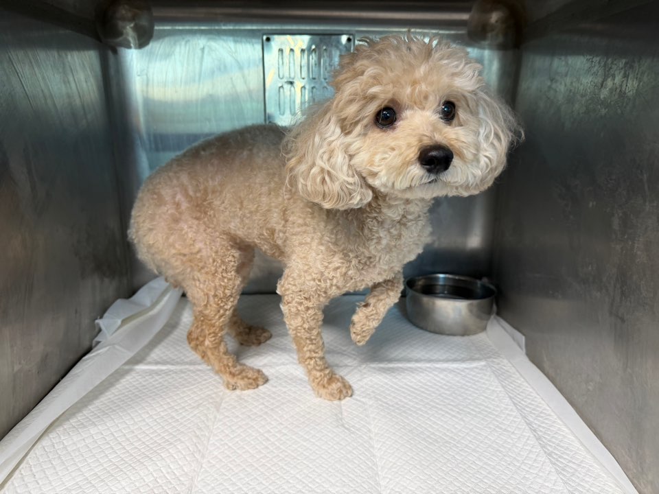 광주동물보호센터_429362202500902