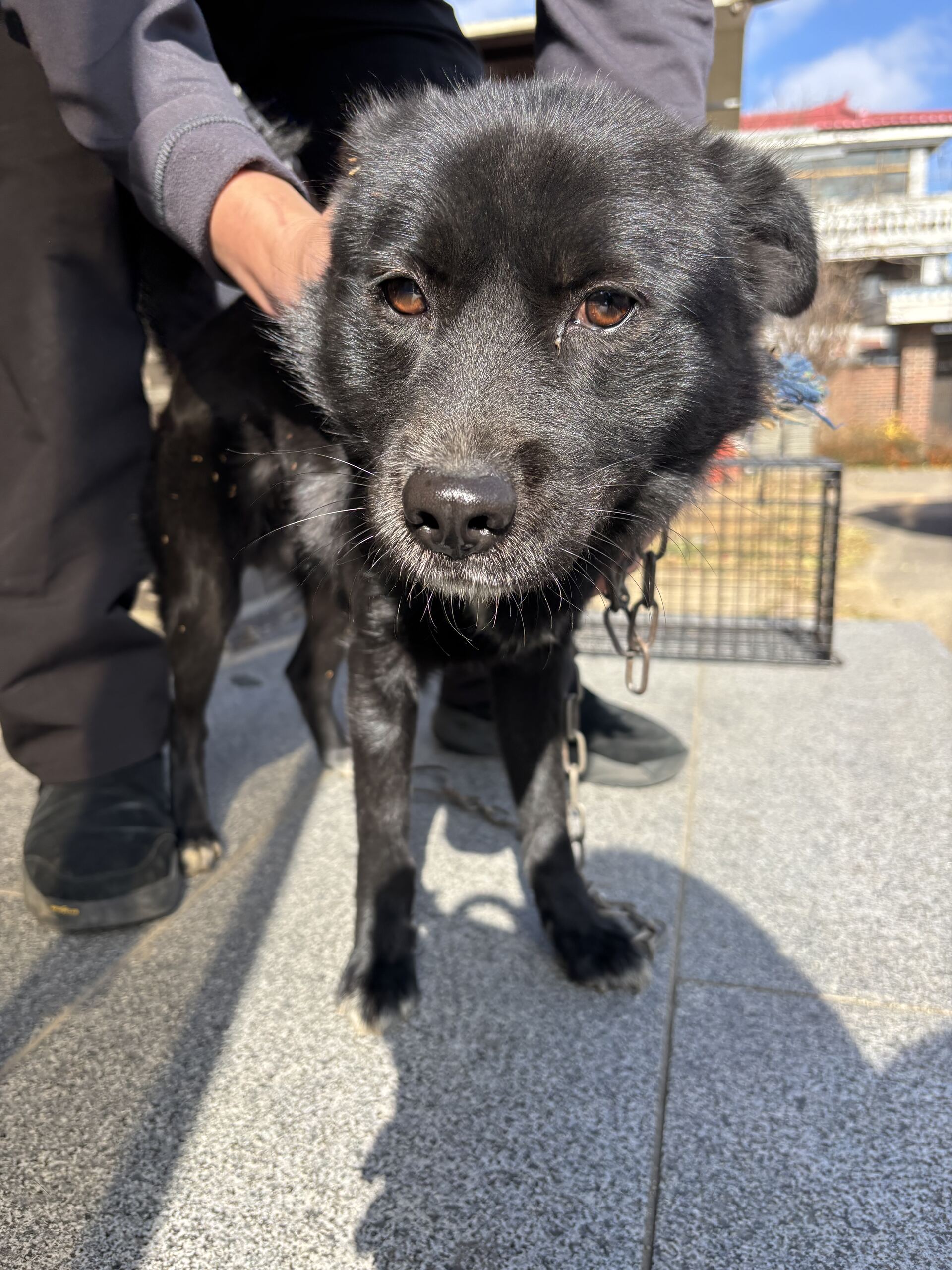 보호중 믹스견의 가…