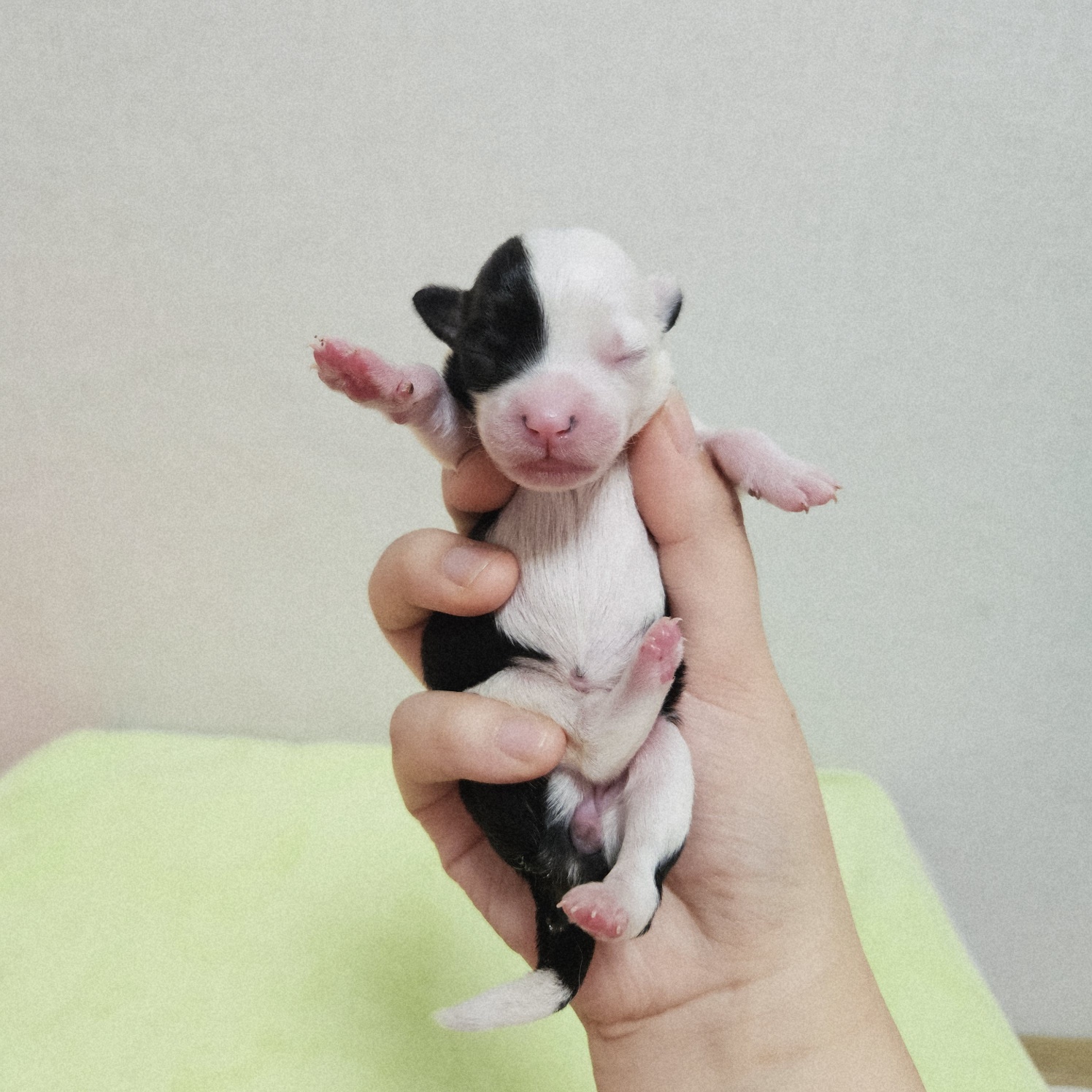 종료(기증) 믹스견…