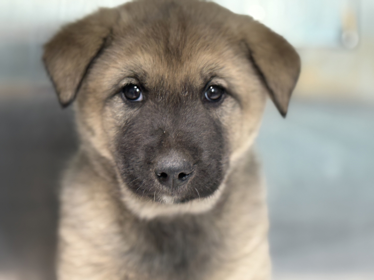 보호중 믹스견의 가…