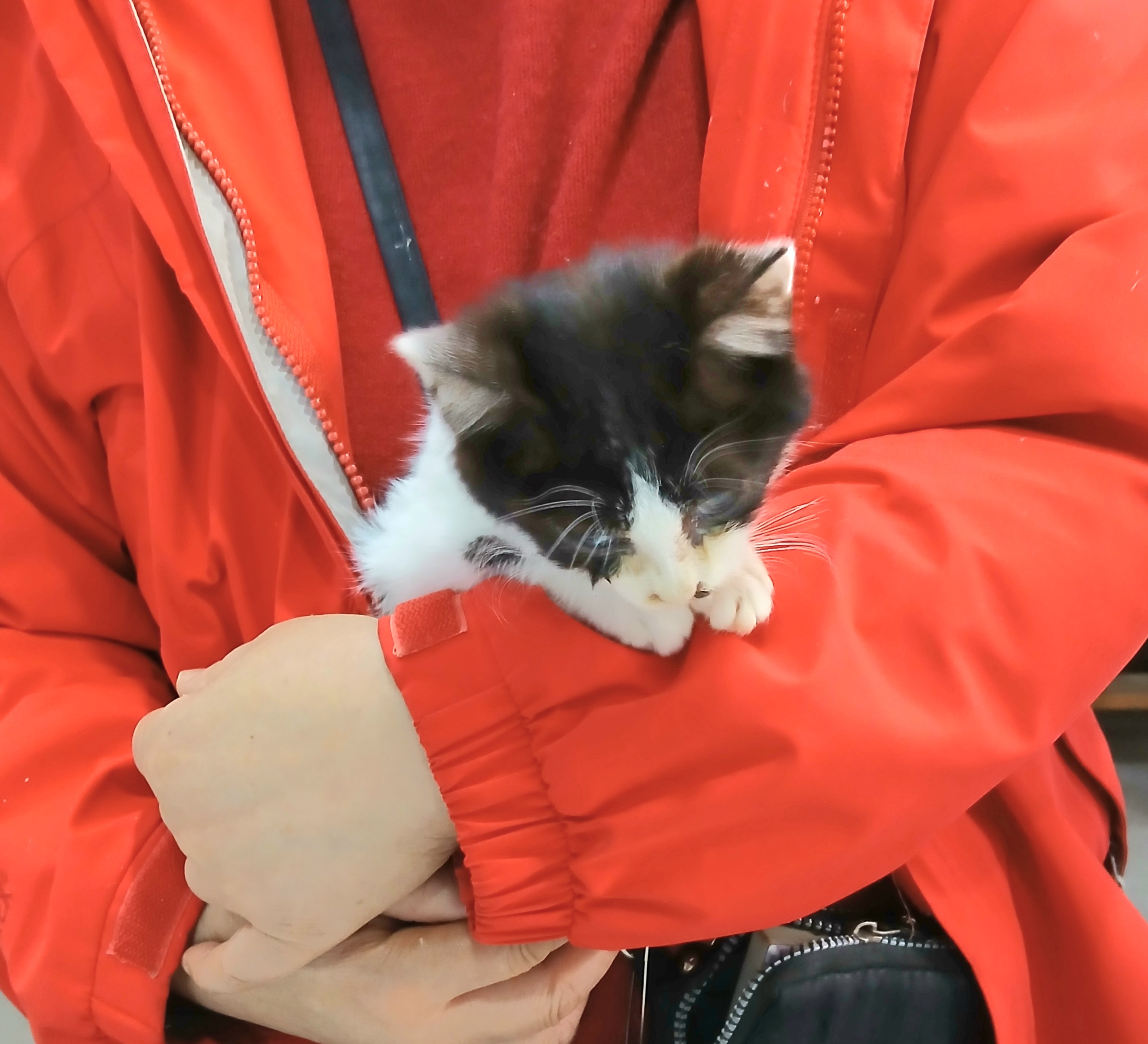 보호중 믹스묘의 가…