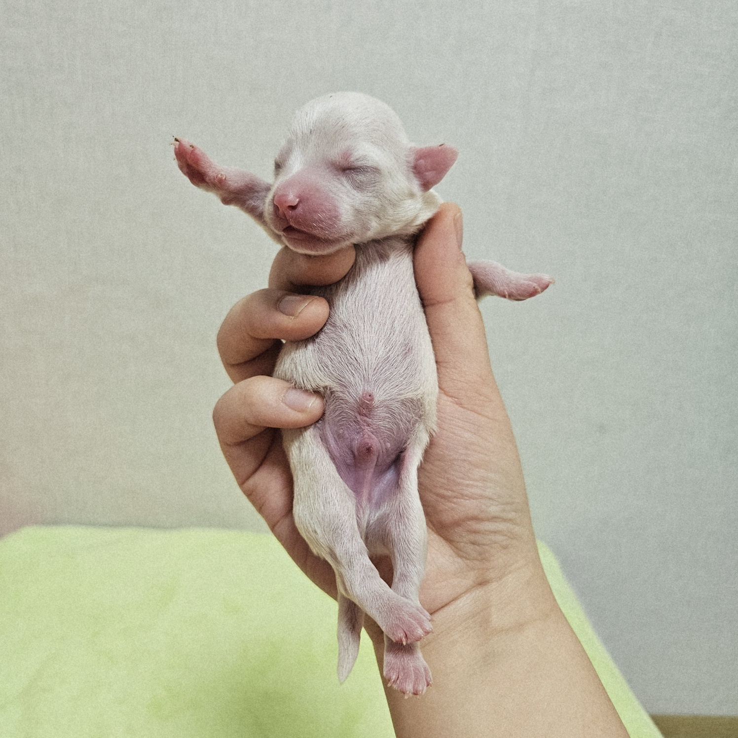 종료(기증) 믹스견…