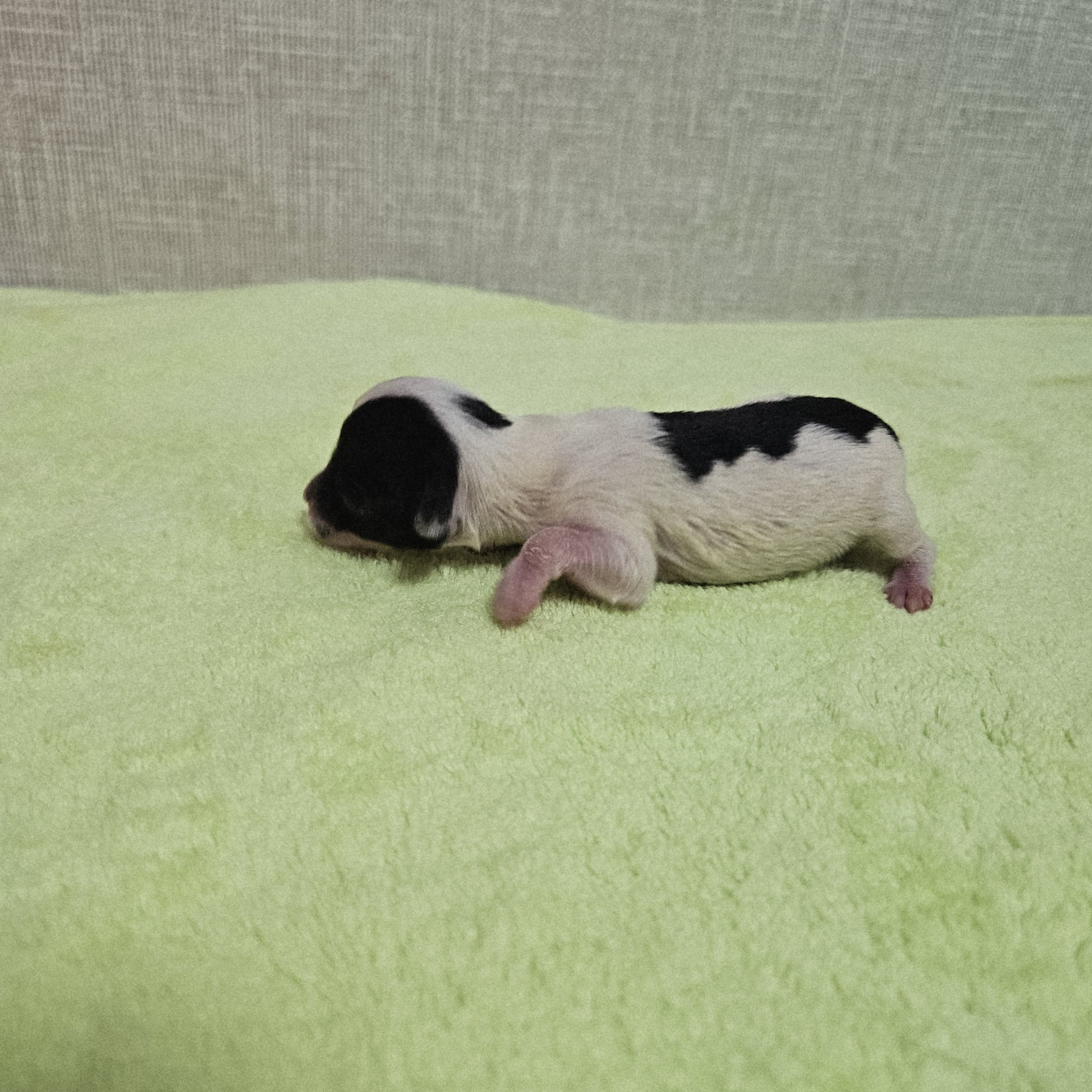 종료(기증) 믹스견…