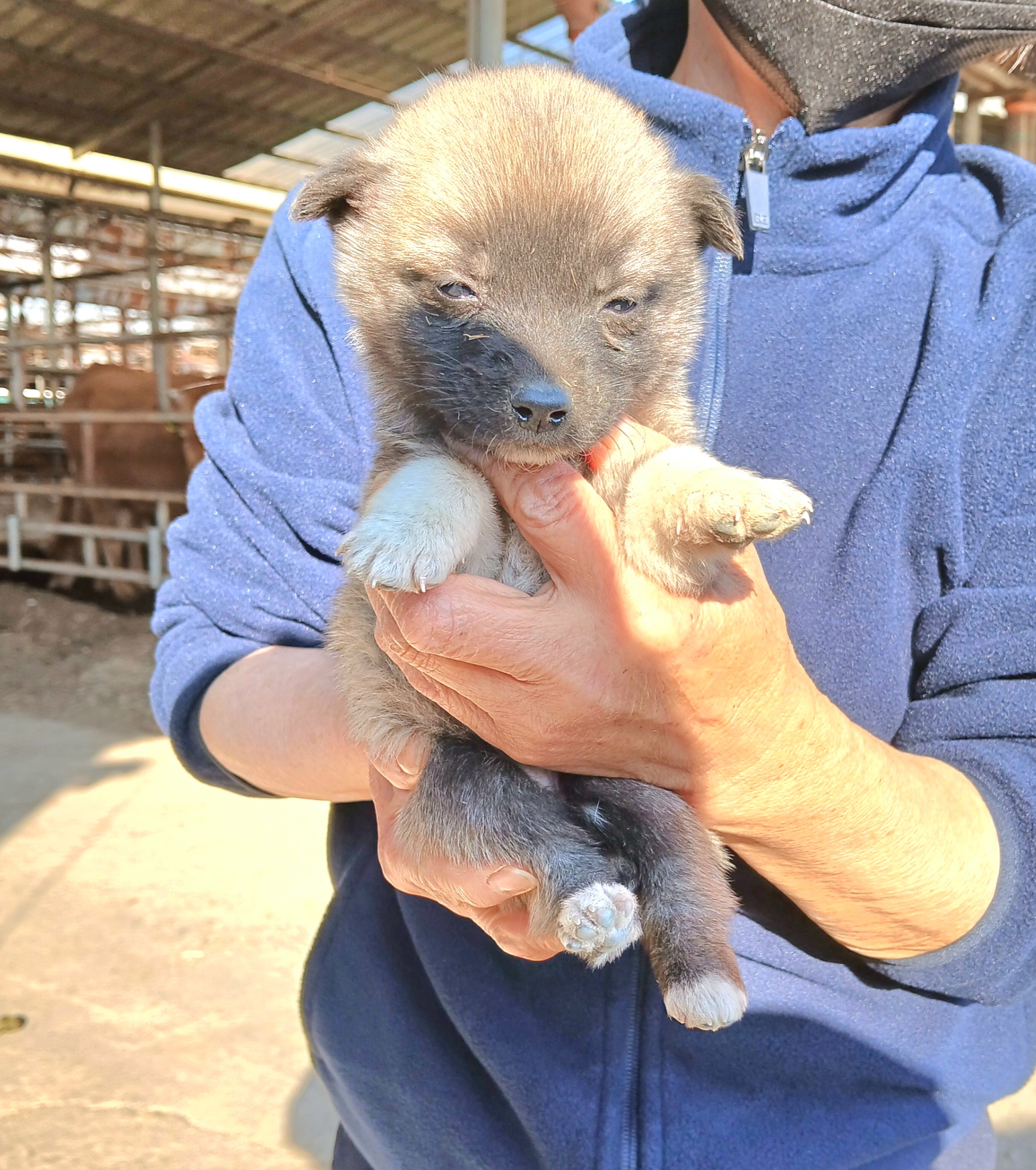 보호중 믹스견의 가…