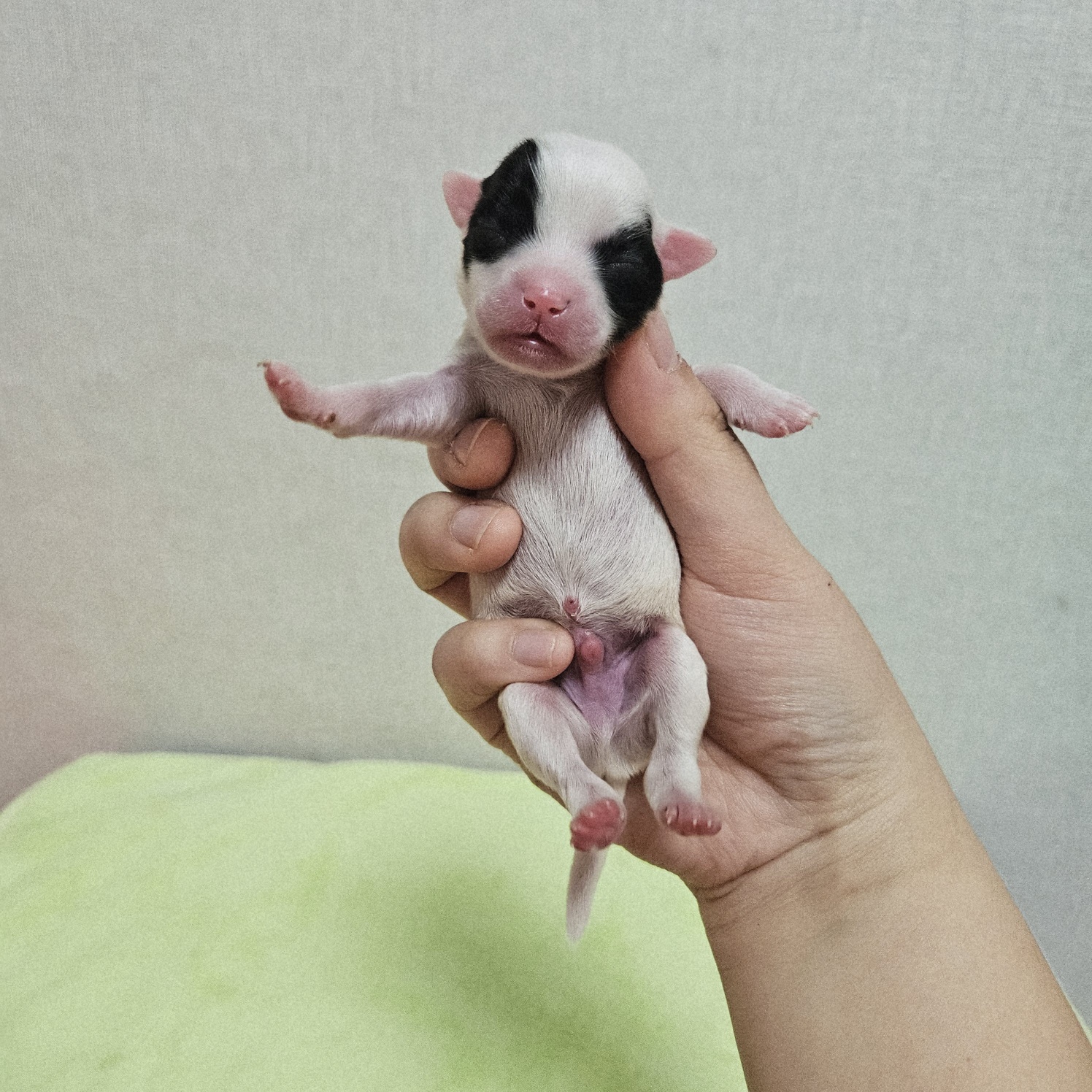 종료(기증) 믹스견…