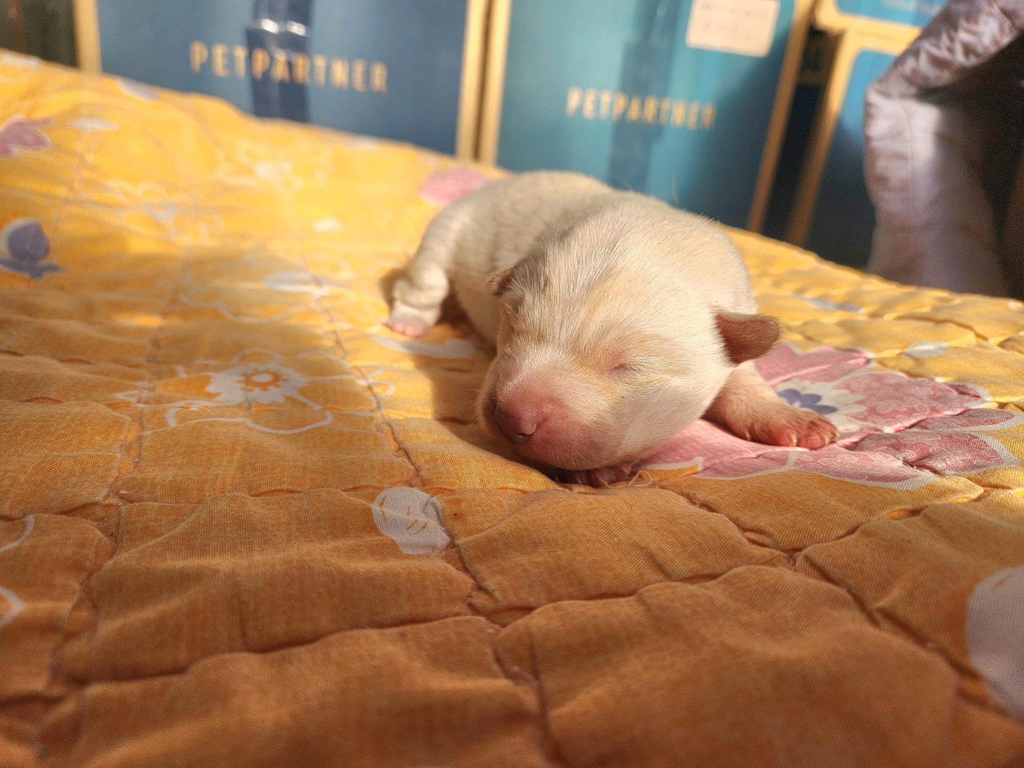 보호중 믹스견의 가…