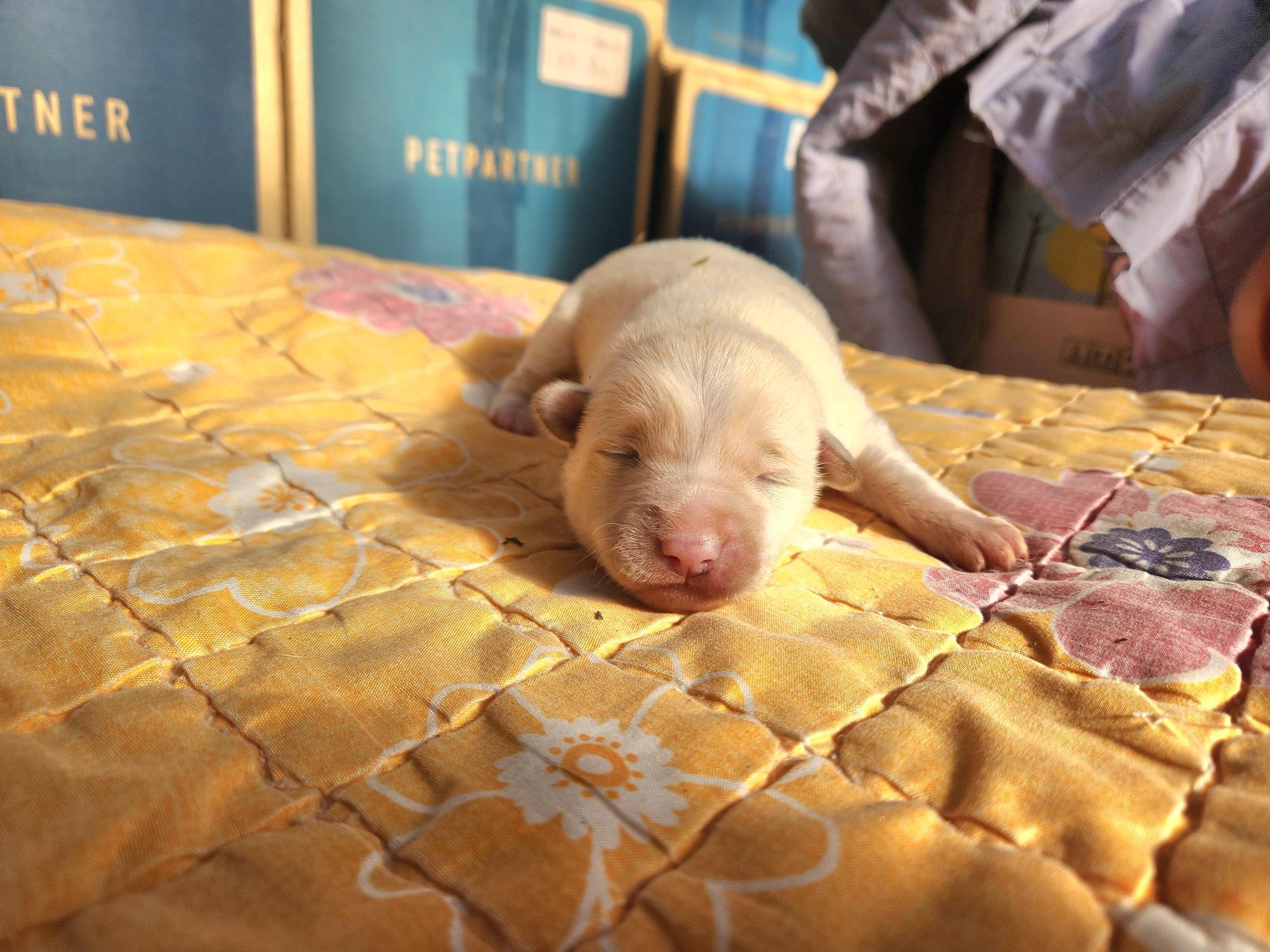 보호중 믹스견의 가…