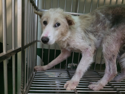 사단법인 동부_426340202500694