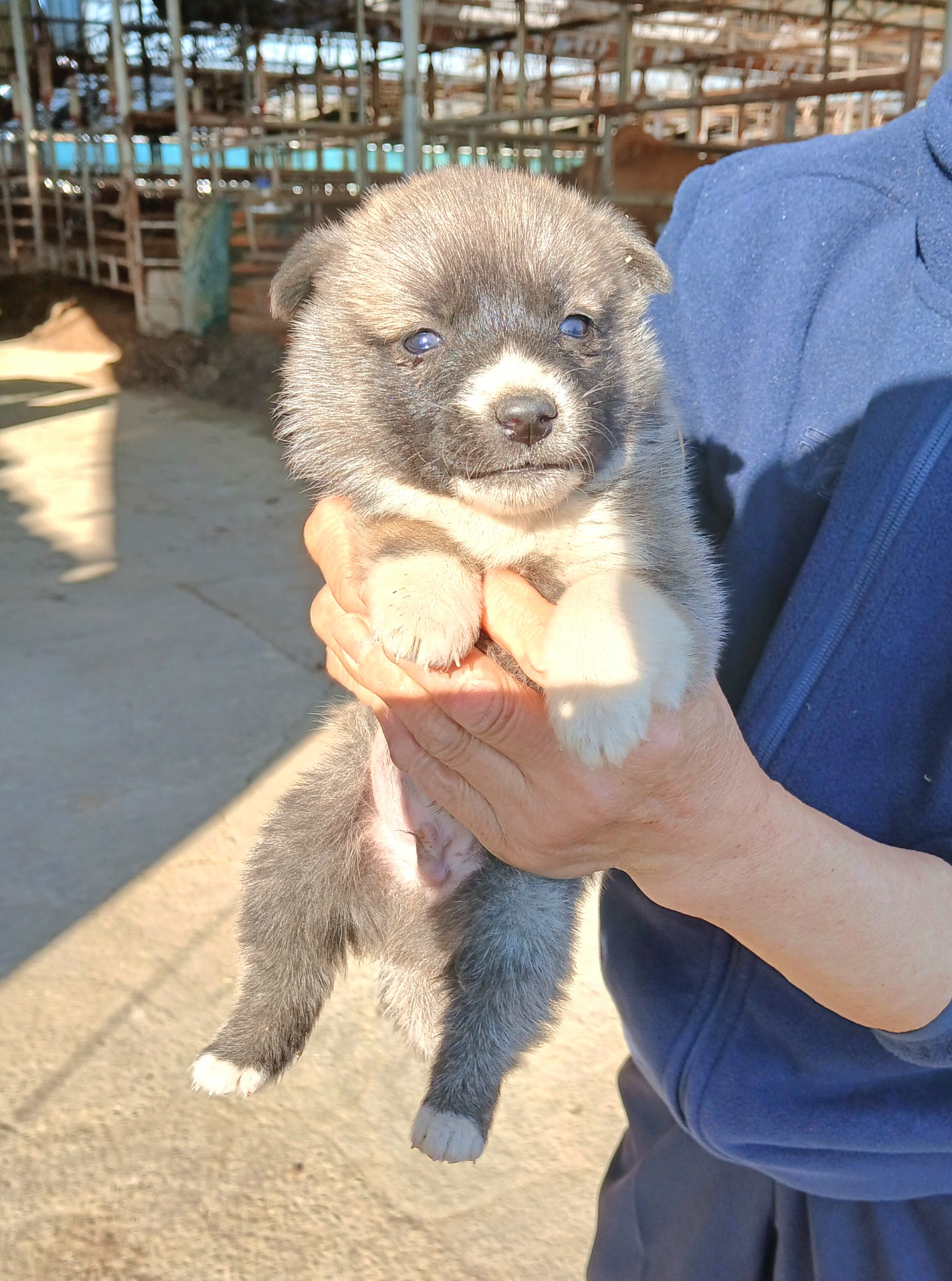 보호중 믹스견의 가…