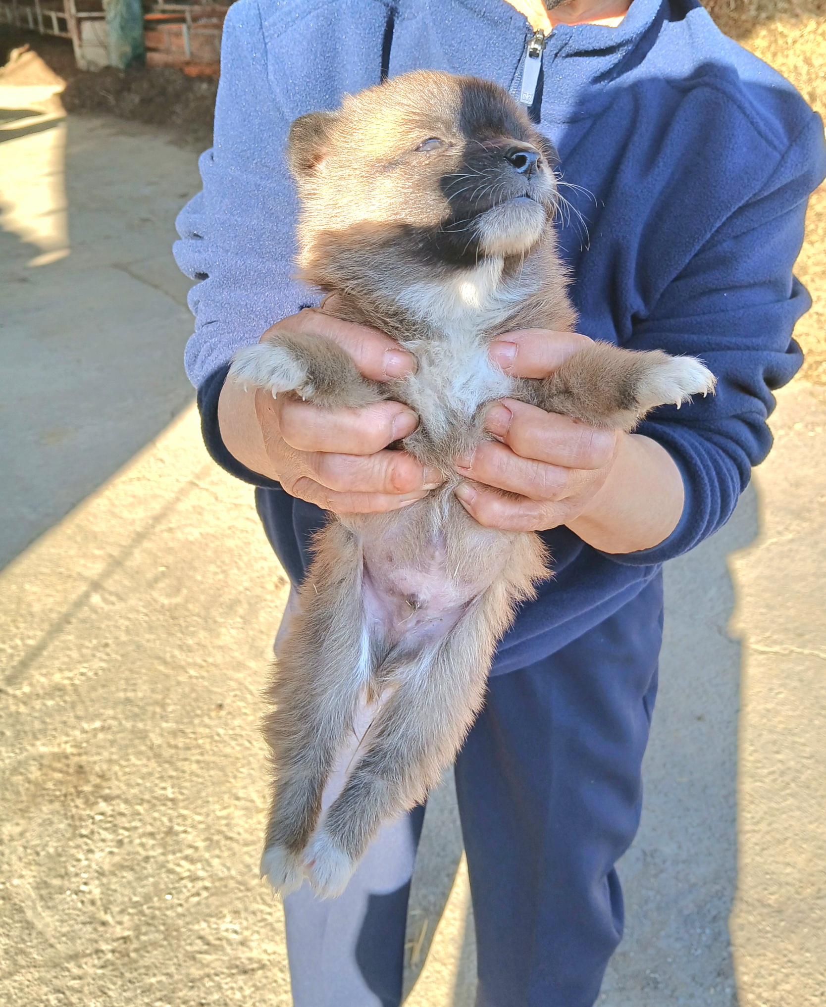 보호중 믹스견의 가…