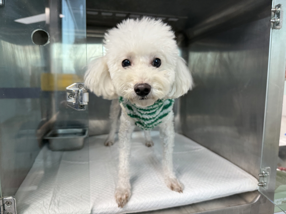 종료(반환) 푸들의…