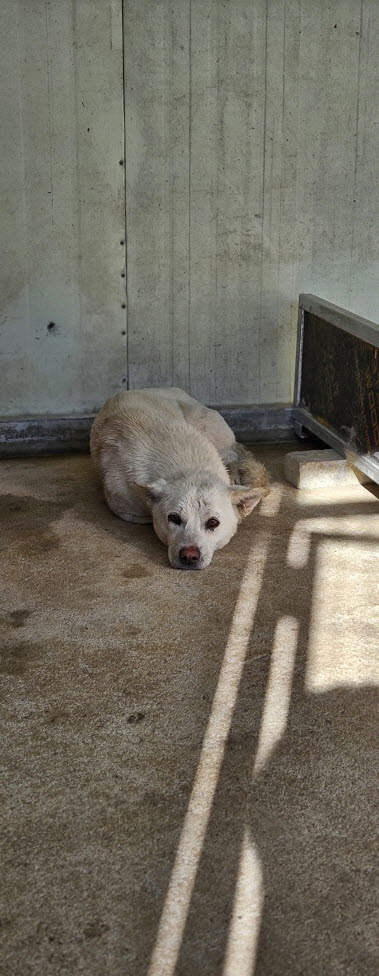 보호중 진도견의 가…