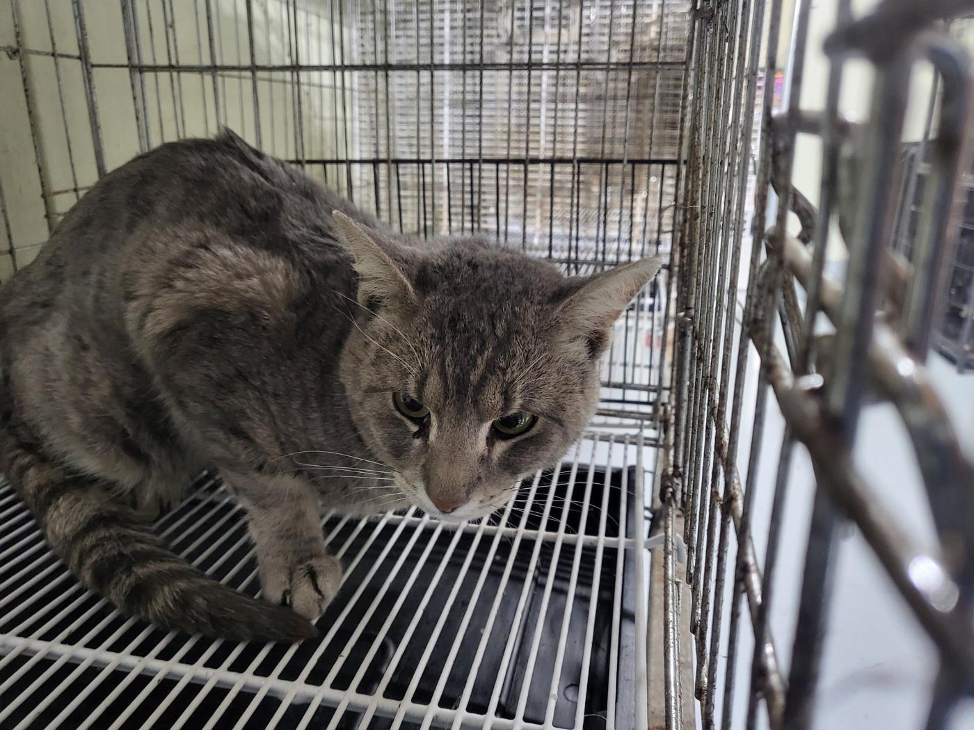 보호중 한국 고양이…