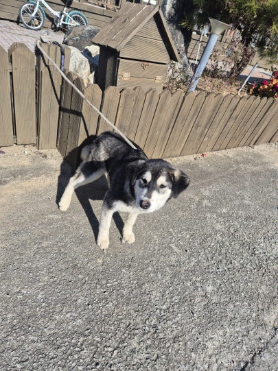 익산유기동물보호소_445468202503070