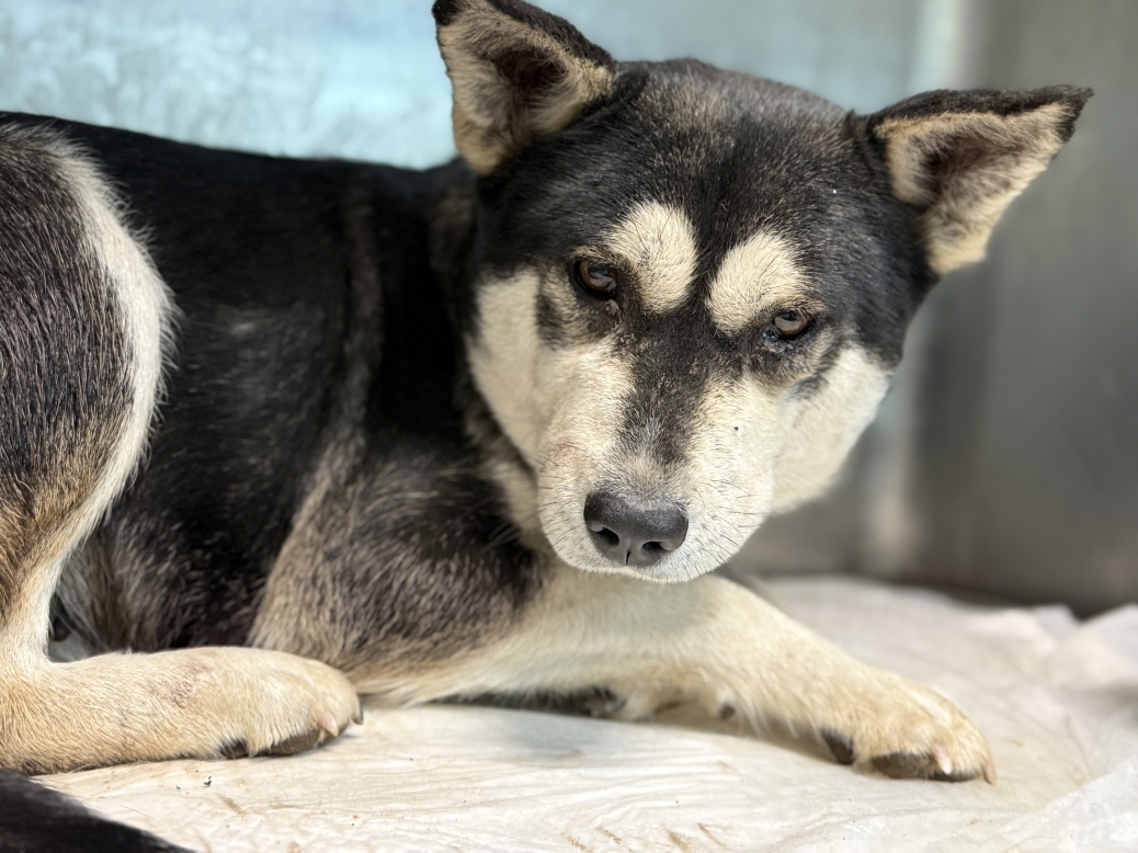 광주동물보호센터_429360202500769