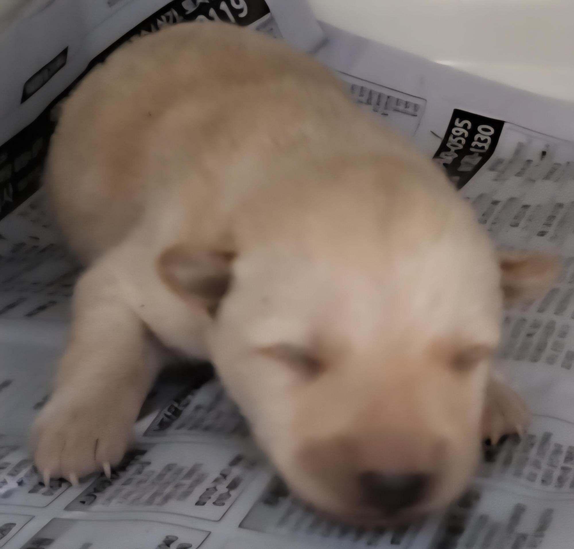 목포시유기동물보호소_446480202501619