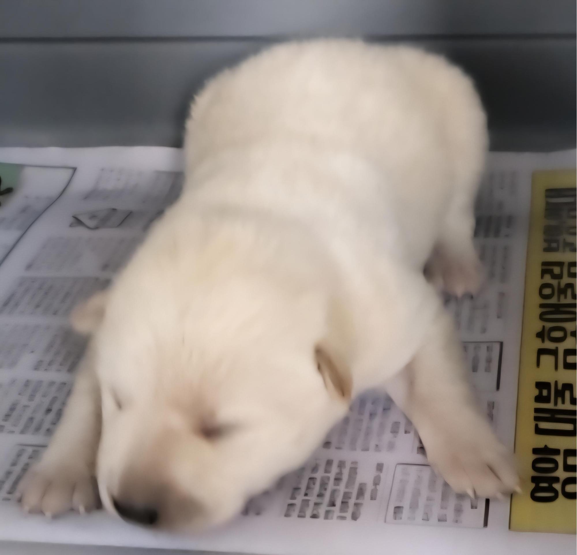 보호중 믹스견의 가…