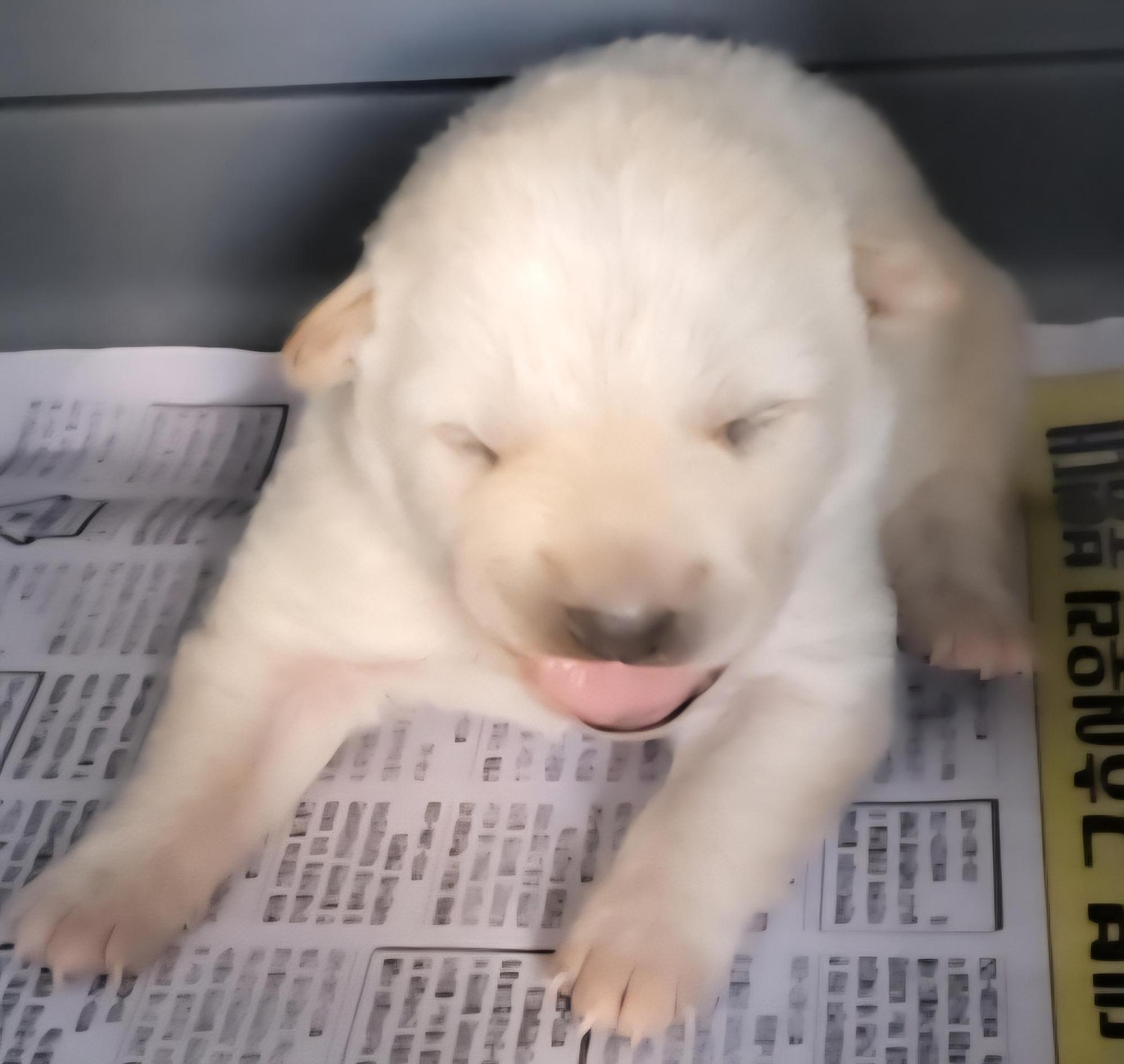 보호중 믹스견의 가…