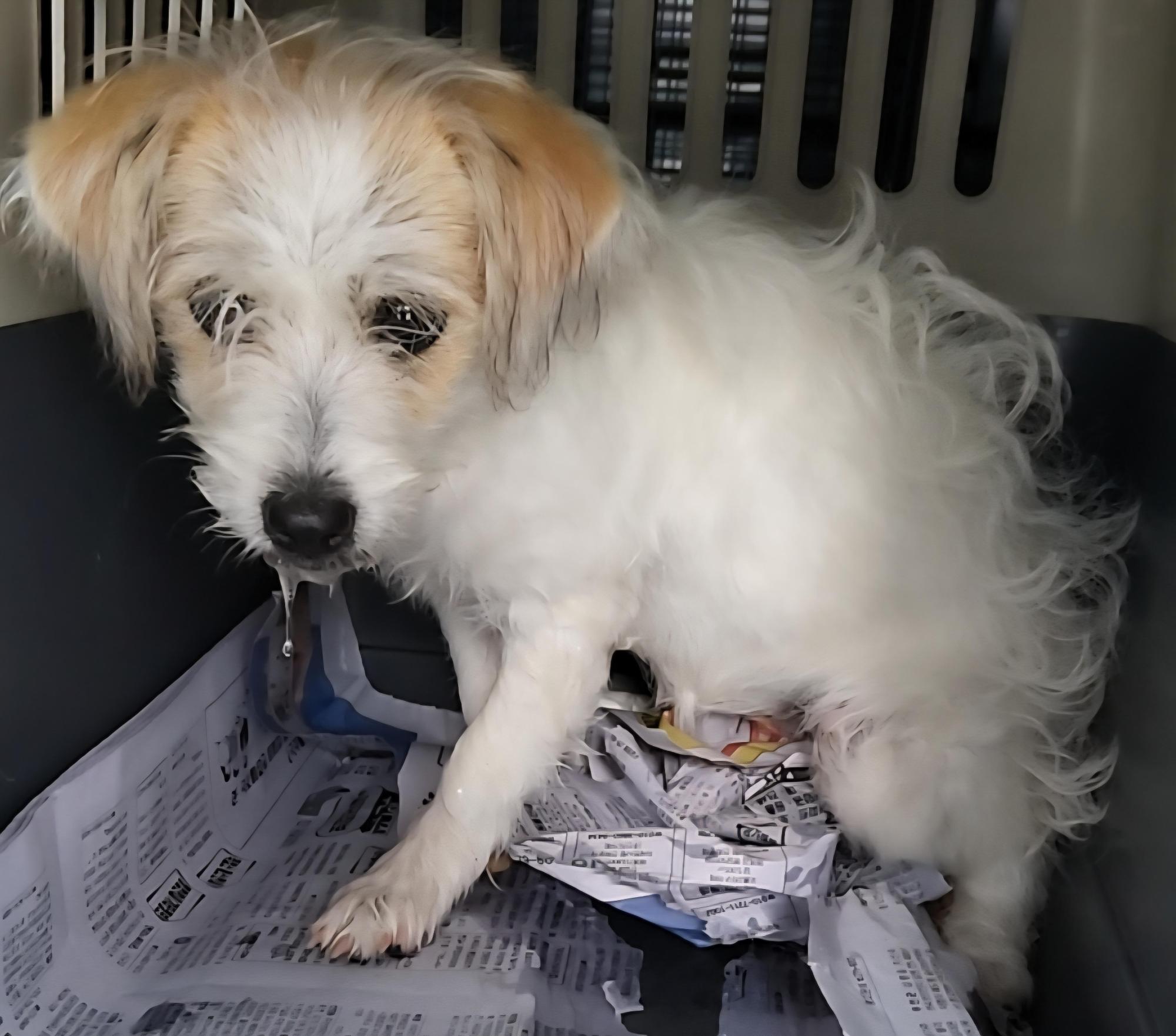 보호중 믹스견의 가…