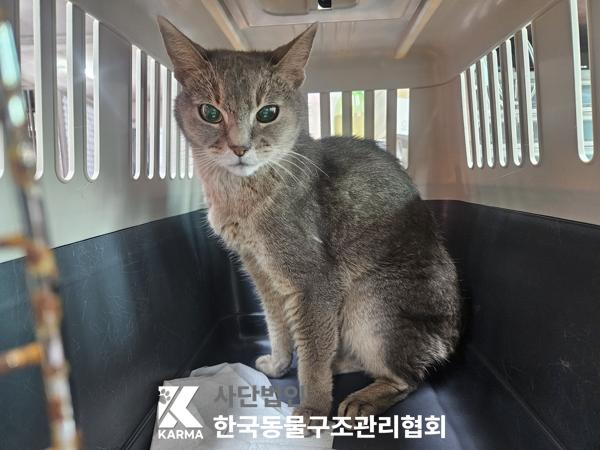 보호중 아비시니안의…