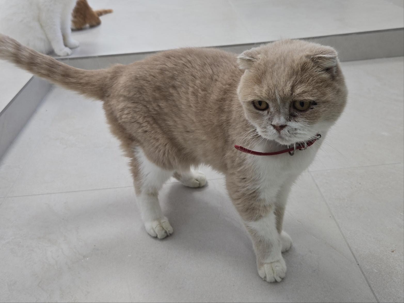 보호중 스코티시폴드…