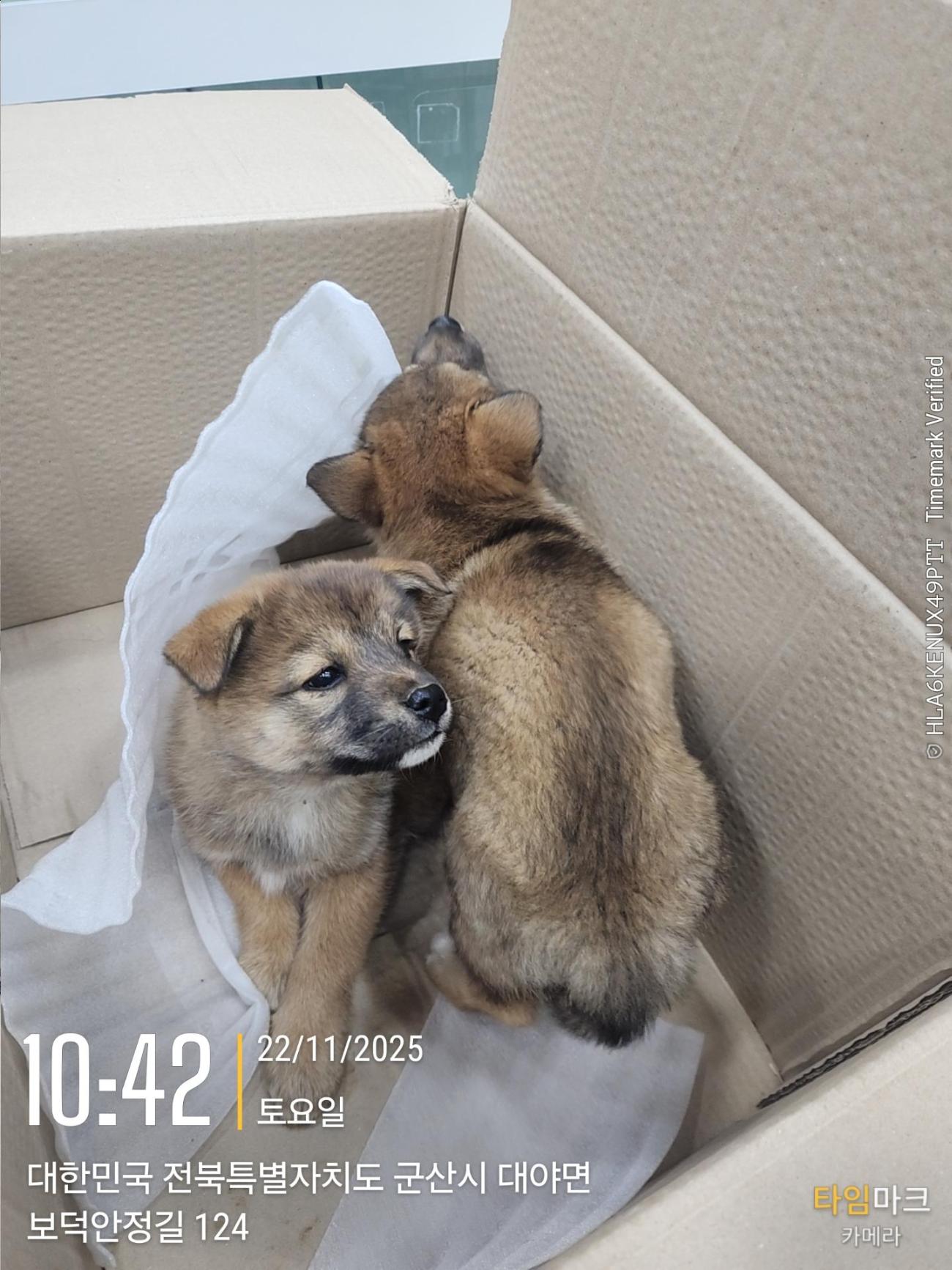 보호중 믹스견의 가…