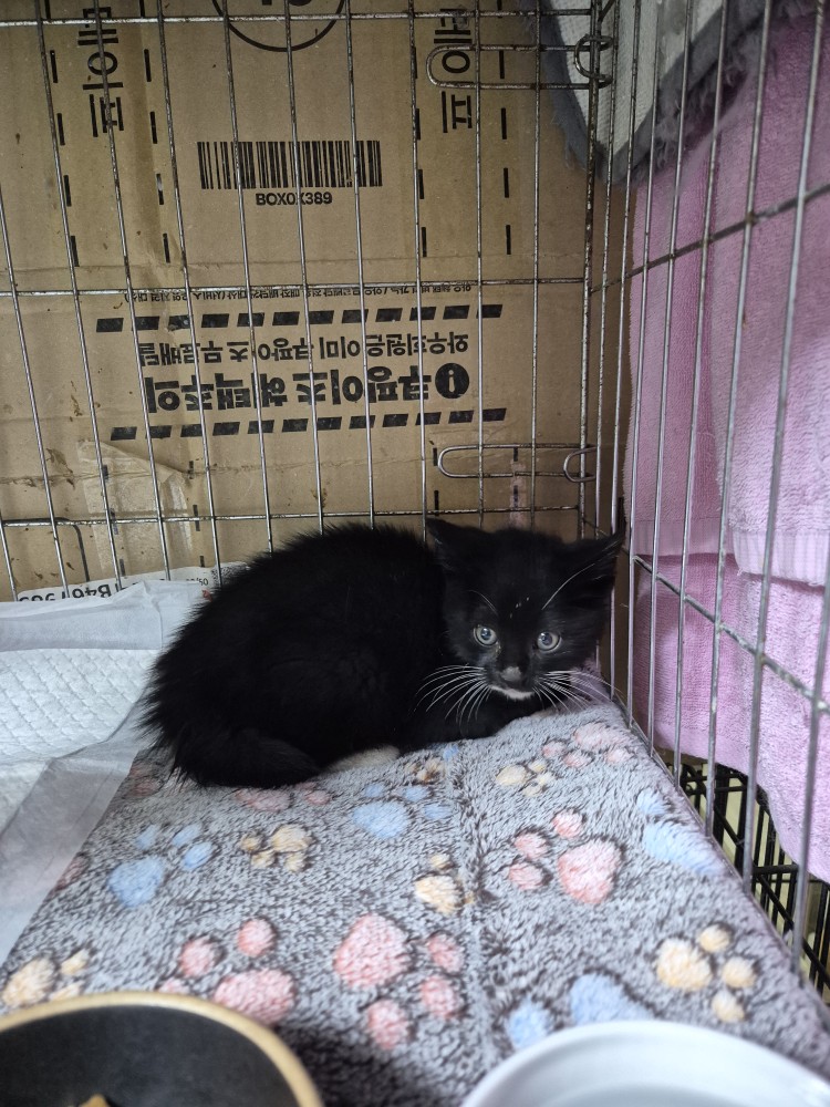 보호중 한국 고양이…