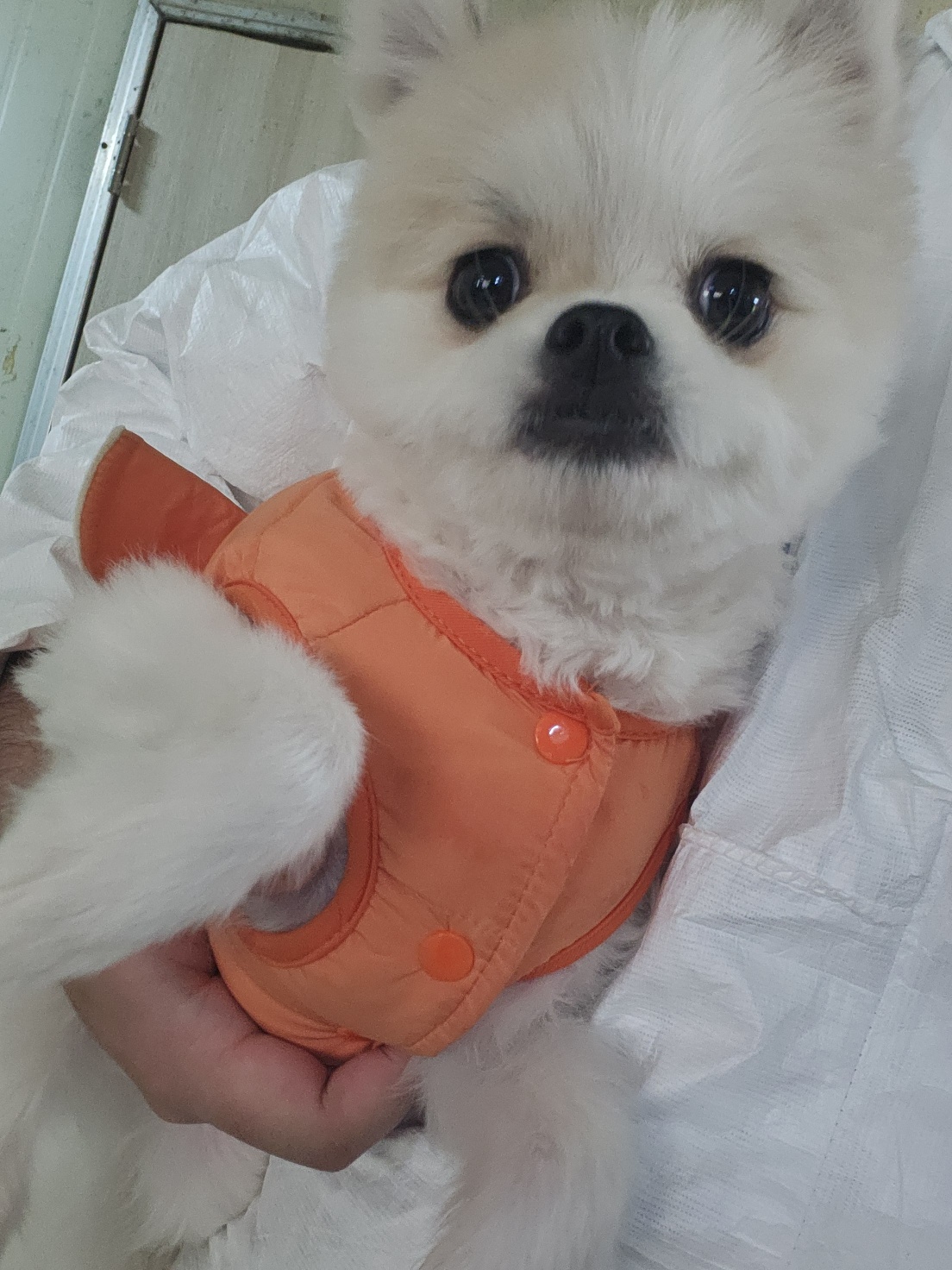 보호중 포메라니안의…