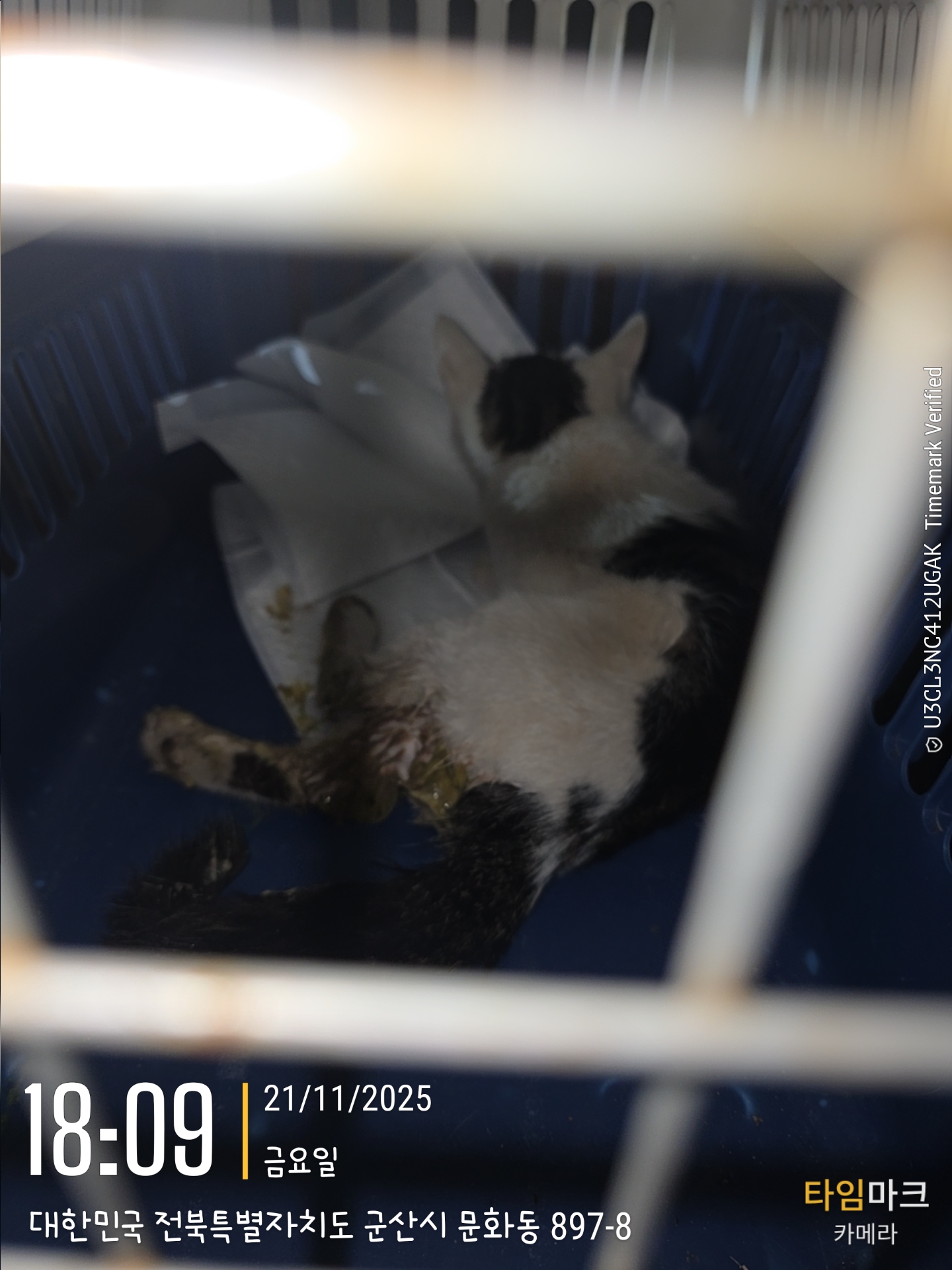 종료(안락사) 믹스…