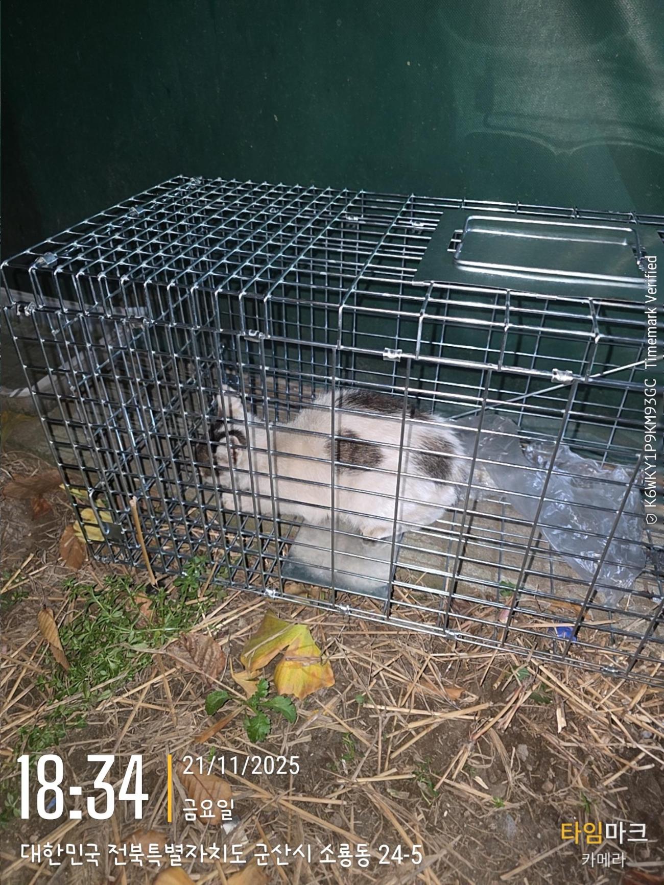 보호중 믹스묘의 가…