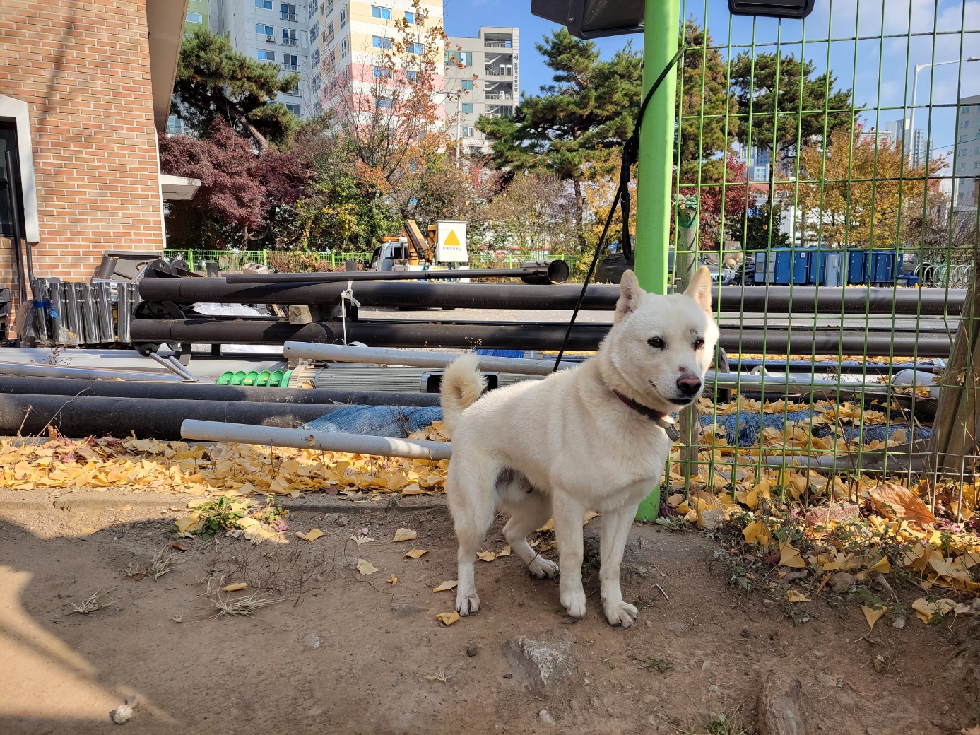 보호중 진도견의 가…