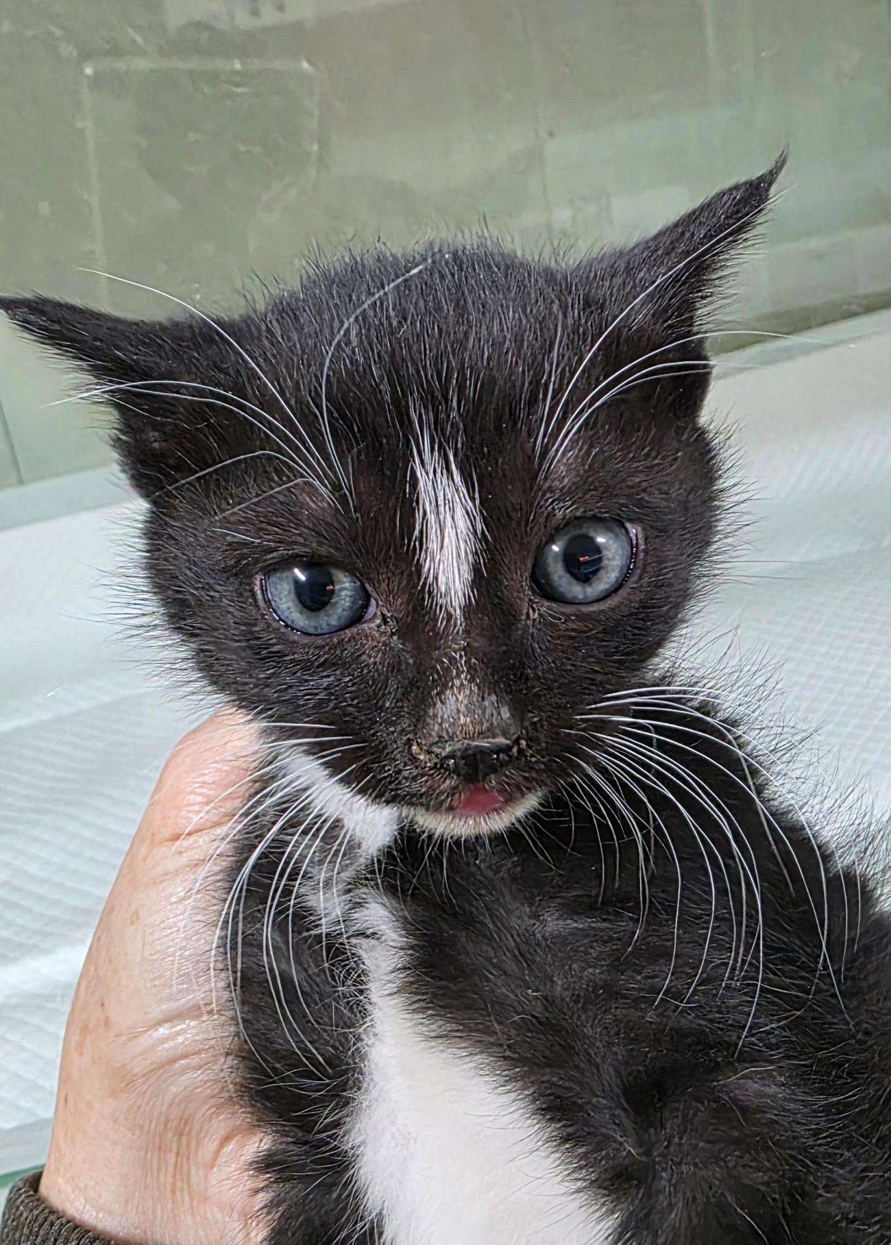 보호중 한국 고양이…