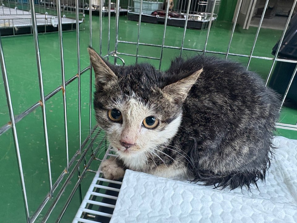 한국야생동물보호협회_441390202500701