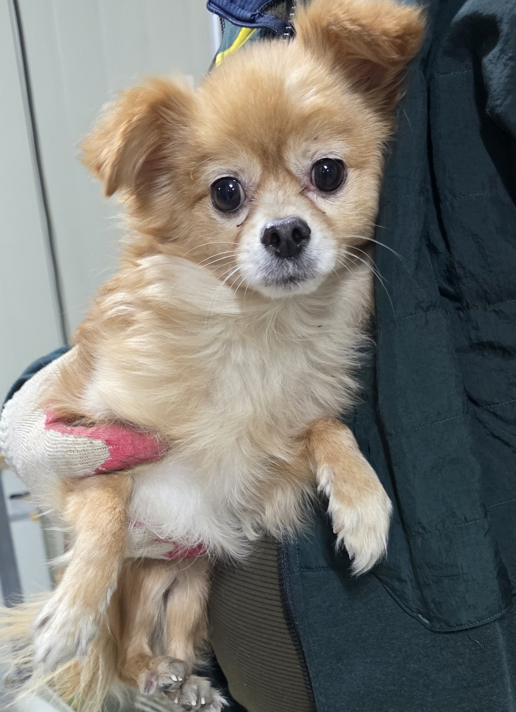 대구유기동물보호센터_427342202500888