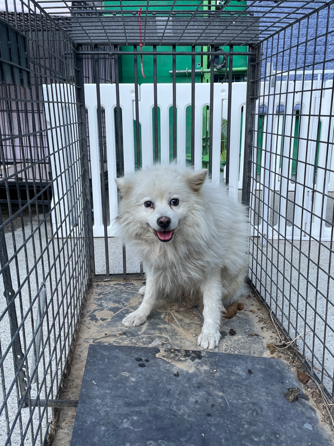 보호중 믹스견의 가…