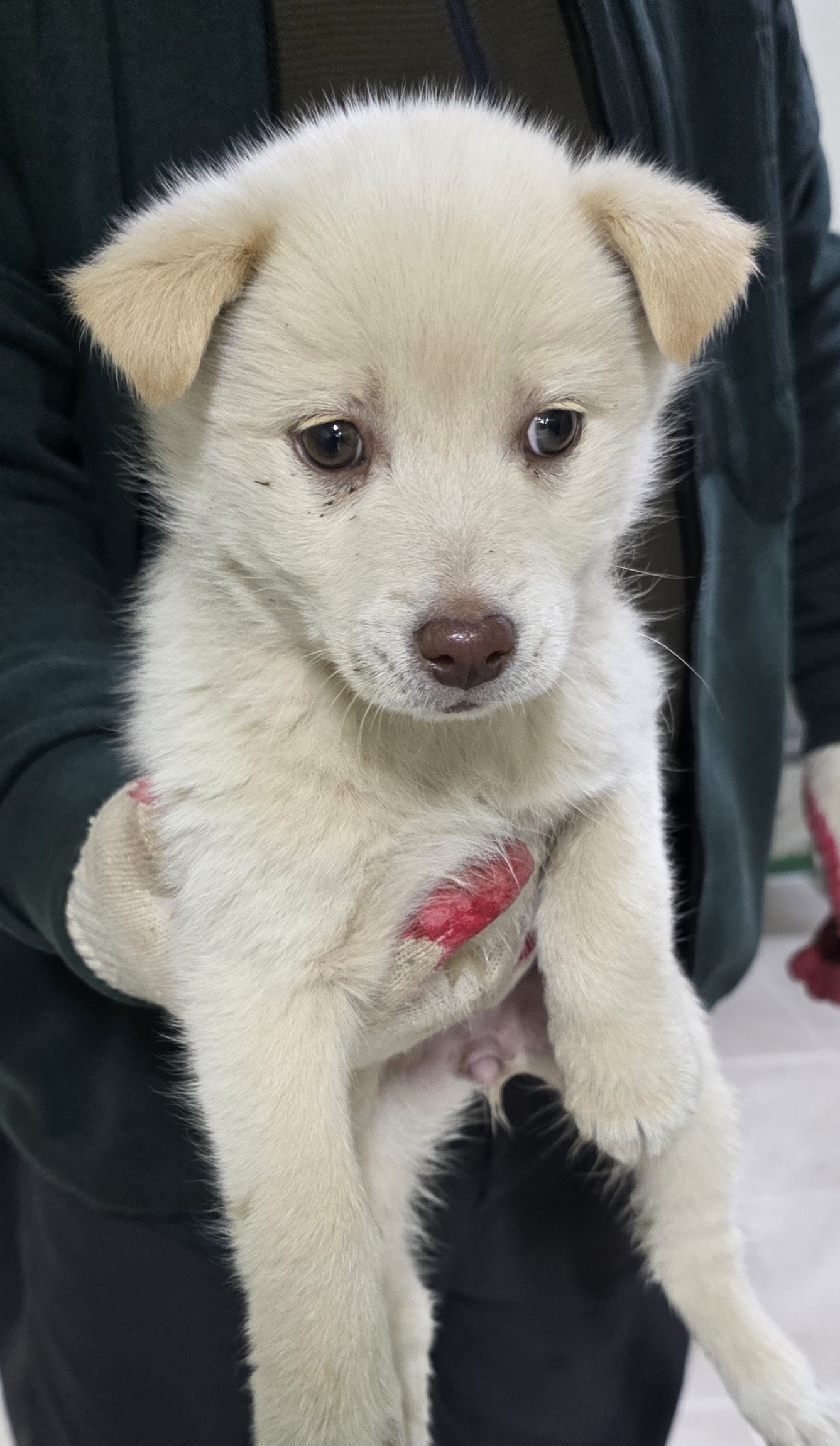 보호중 믹스견의 가…