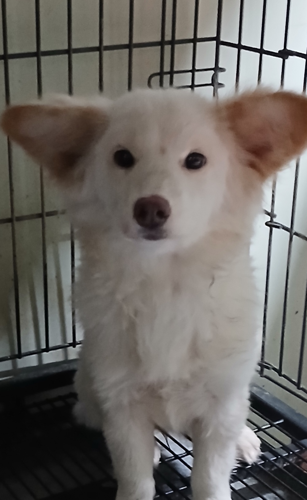 보호중 믹스견의 가…